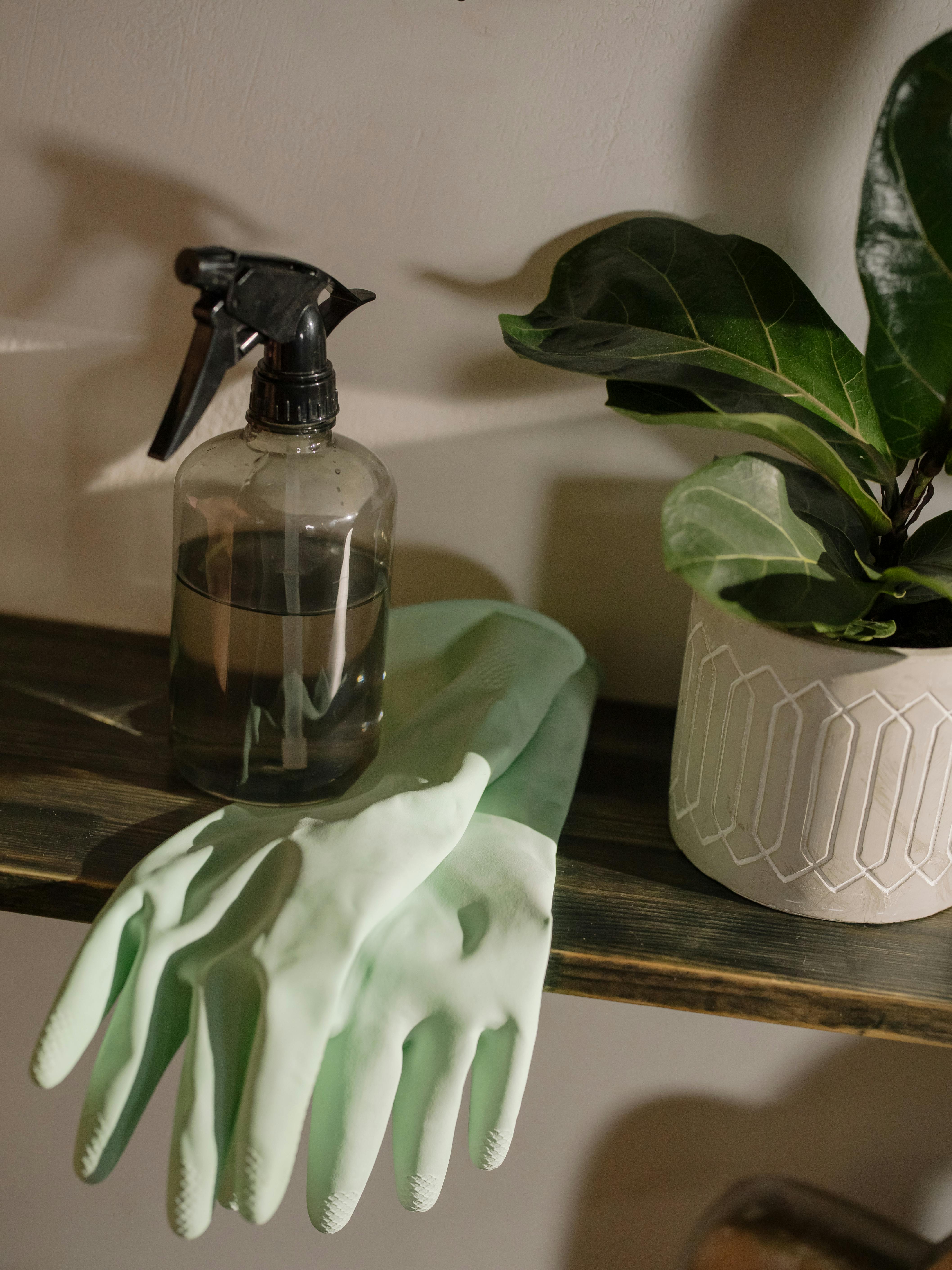 Cleaning supplies arranged neatly on a shelf with gloves and a plant
